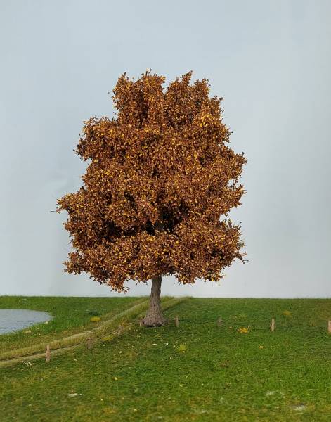 Beech late fall